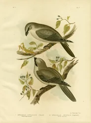 Weißbauch-Raupenfänger, 1891